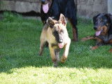 2 chiots Berger Belge Malinois LOF à vendre