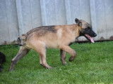2 chiots Berger Belge Malinois LOF à vendre