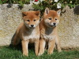4 chiots Shiba Inus LOF, 2 mâles et 2 femelles d'août 2025 à vendre
