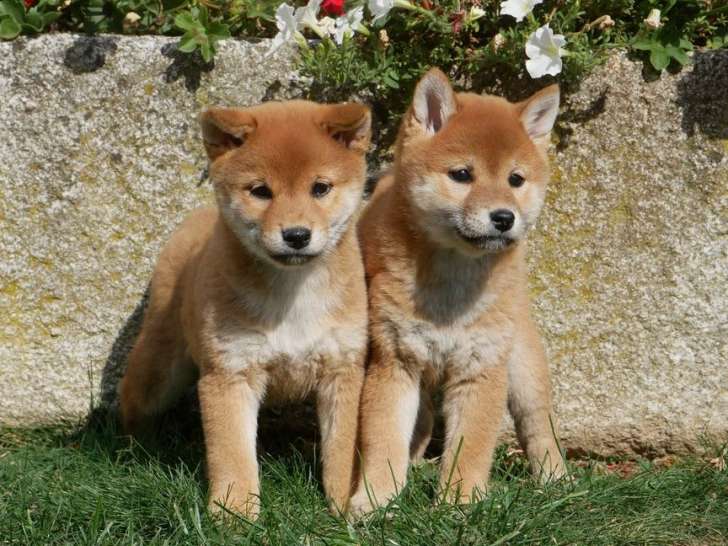 4 chiots Shiba Inus LOF, 2 mâles et 2 femelles d'août 2025 à vendre