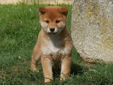 4 chiots Shiba Inus LOF, 2 mâles et 2 femelles d'août 2025 à vendre