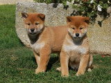 4 chiots Shiba Inus LOF, 2 mâles et 2 femelles d'août 2025 à vendre