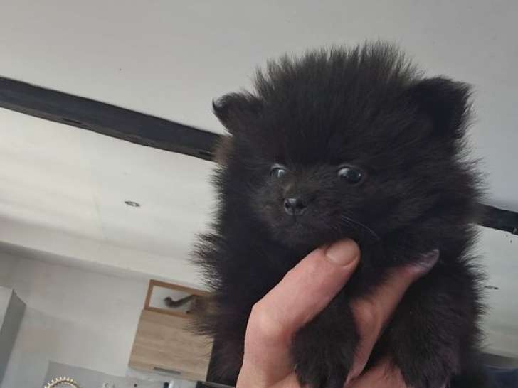 2 chiots Spitz Nains non-LOF d'août 2025 à vendre