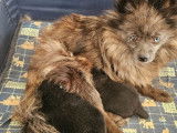 2 chiots Spitz Nains non-LOF d'août 2025 à vendre