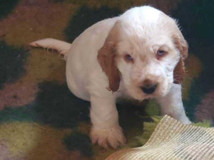 1 chiot mâle Cocker Anglais LOF d'août 2025 à vendre