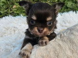 5 chiots Chihuahuas LOF à poils longs d'août 2025 à réserver