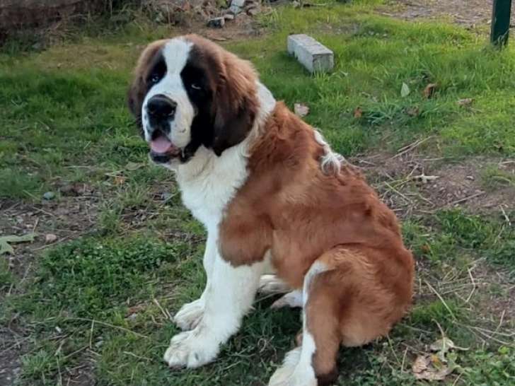 1 chiot mâle Saint-Bernard LOF à poil long de mai 2025 à vendre