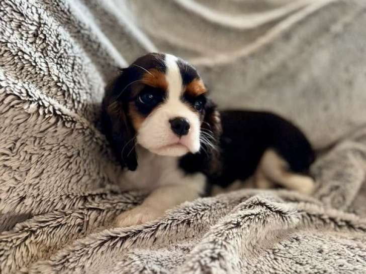 2 chiots Cavaliers King Charles LOF de juillet 2025 à vendre