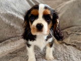 2 chiots Cavaliers King Charles LOF de juillet 2025 à vendre