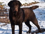 1 chien Labrador chocolat LOF de 2021 à vendre
