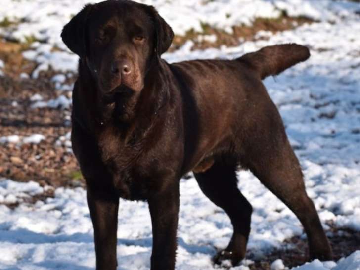 1 chien Labrador chocolat LOF de 2021 à vendre