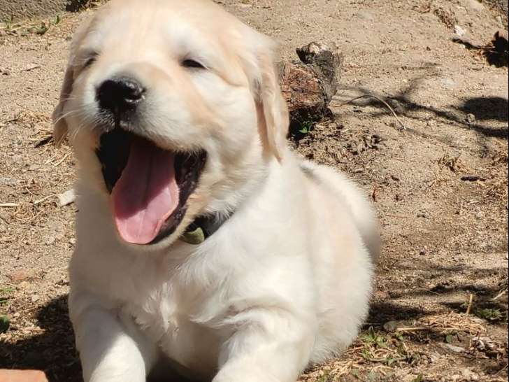 11 chiots Golden Retrievers non-LOF de septembre 2025 à réserver