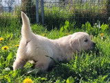 11 chiots Golden Retrievers non-LOF de septembre 2025 à réserver