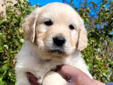 11 chiots Golden Retrievers non-LOF de septembre 2025 à réserver