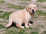 11 chiots Golden Retrievers non-LOF de septembre 2025 à réserver
