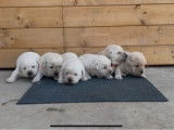 3 chiots Labradors sable LOF de septembre 2025 à réserver
