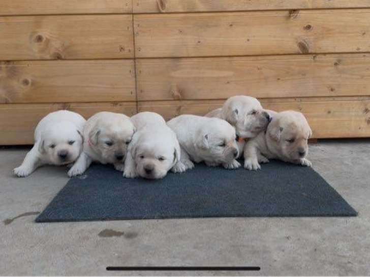 3 chiots Labradors sable LOF de septembre 2025 à réserver