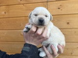 3 chiots Labradors sable LOF de septembre 2025 à réserver