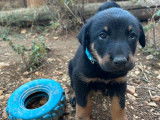 4 chiots Beaucerons LOF de juillet 2025 à réserver