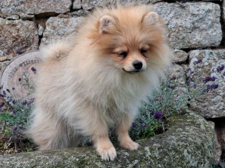 1 chiot mâle Spitz Nain fauve LOF de mai 2025 à vendre