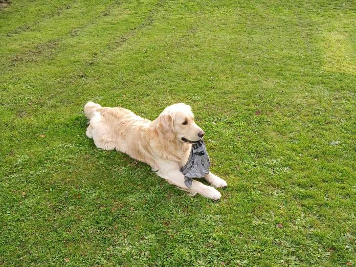 Mâle Golden Retriever pour saillie