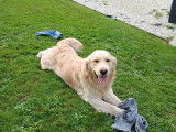M&acirc;le Golden Retriever pour saillie