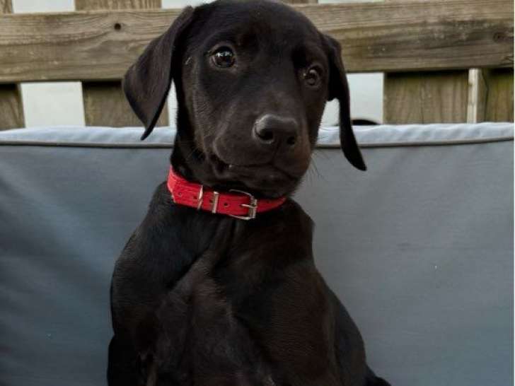 5 chiots Dobermanns LOF d'août 2025 à vendre