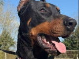 5 chiots Dobermanns LOF d'août 2025 à vendre