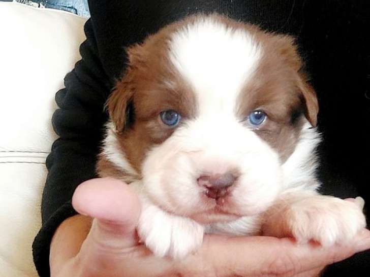 2 chiots Bergers Australiens LOF de septembre 2025 à réserver