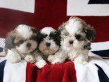 3 chiots Shih Tzu LOF fauve d'août 2025 à vendre