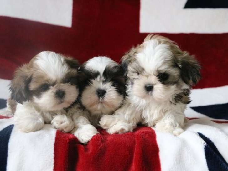 3 chiots Shih Tzu LOF fauve d'août 2025 à vendre