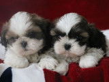 3 chiots Shih Tzu LOF fauve d'août 2025 à vendre