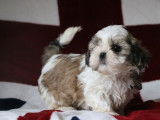 3 chiots Shih Tzu LOF fauve d'août 2025 à vendre