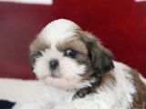 3 chiots Shih Tzu LOF fauve d'août 2025 à vendre
