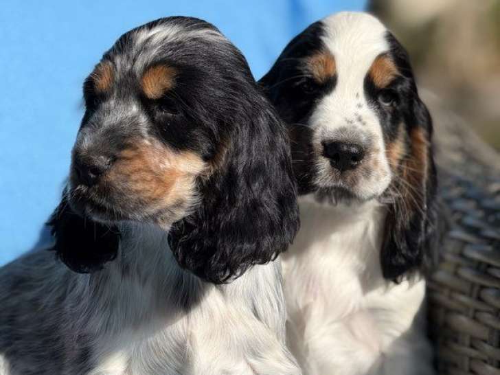 Chiots Cockers Anglais LOF d'août 2025 à réserver