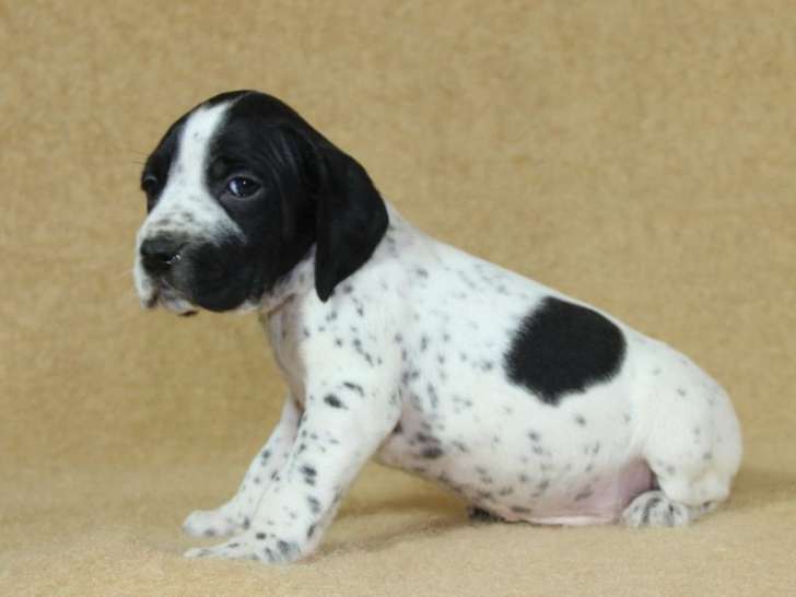 4 chiots Braques d'Auvergne LOF de septembre 2025 à réserver