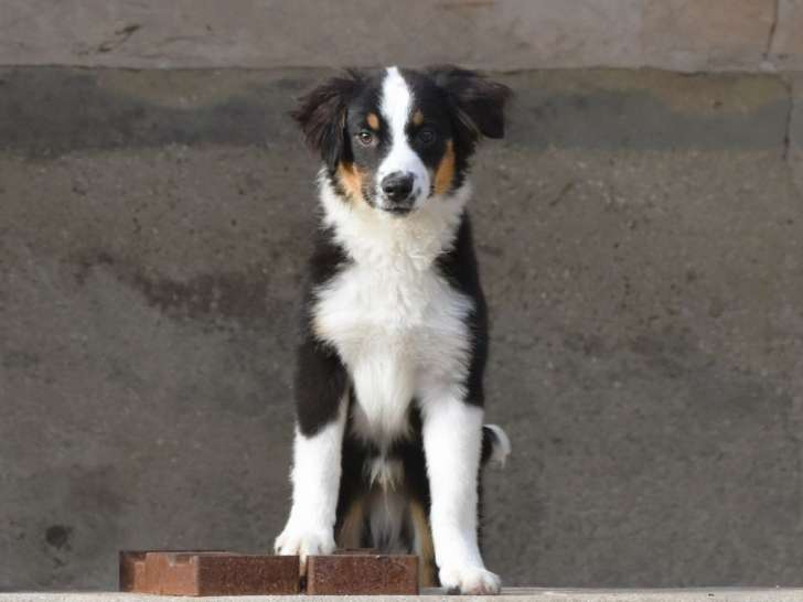 1 chiot mâle Berger Américain Miniature LOF de mai 2025 à vendre