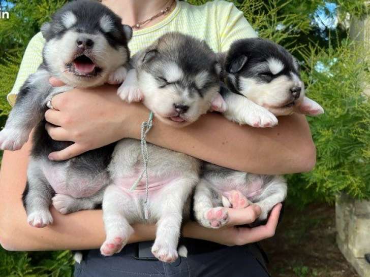 2 chiots femelles Malamutes d'Alaska LOF à réserver