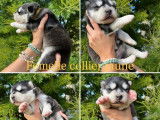 2 chiots femelles Malamutes d'Alaska LOF à réserver