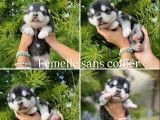 2 chiots femelles Malamutes d'Alaska LOF à réserver