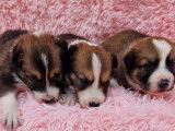 9 chiots Border Collies non-LOF de septembre 2025 à réserver