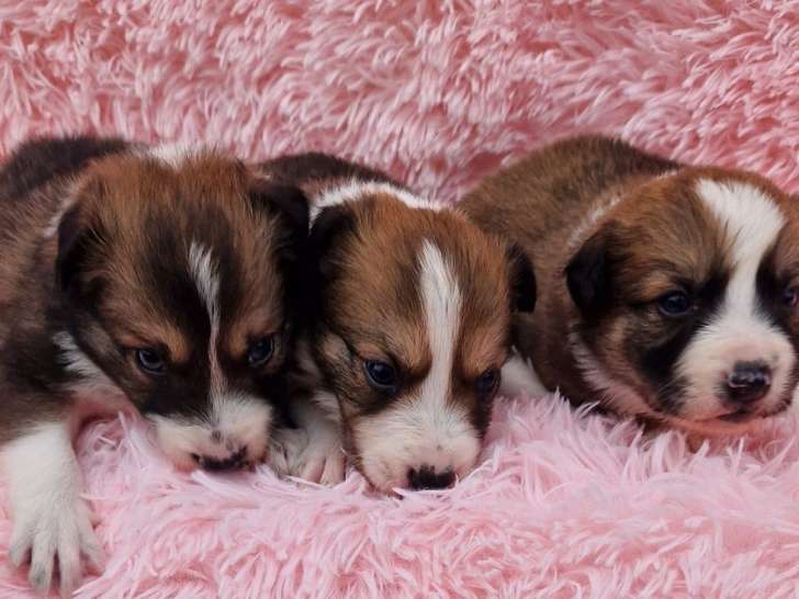 9 chiots Border Collies non-LOF de septembre 2025 à réserver