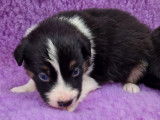 9 chiots Border Collies non-LOF de septembre 2025 à réserver