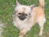 2 chiots Chihuahuas LOF à poils longs à vendre