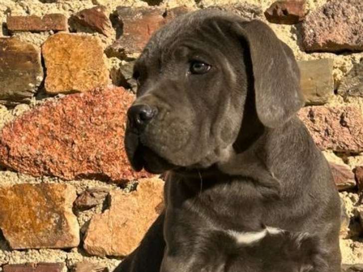 1 chiot mâle Cane Corso LOF de juillet 2025 à vendre