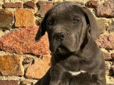 1 chiot mâle Cane Corso LOF de juillet 2025 à vendre