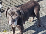 1 chiot mâle Cane Corso LOF de juillet 2025 à vendre