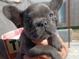 3 chiots Bouledogues Français LOF à vendre
