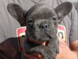 3 chiots Bouledogues Français LOF à vendre