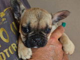 3 chiots Bouledogues Français LOF à vendre